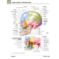Cprees Netterův anatomický atlas člověka 3