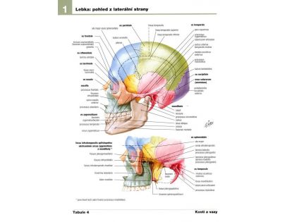 Cprees Netterův anatomický atlas člověka