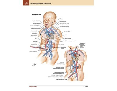 Cpress Netterův anatomický atlas člověka Překlad 8. vydání