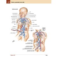Cpress Netterův anatomický atlas člověka Překlad 8. vydání 3