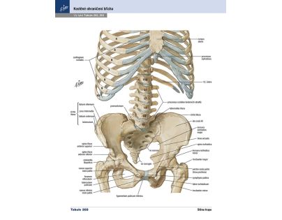 Cpress Netterův anatomický atlas člověka Překlad 8. vydání
