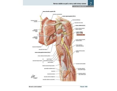 Cpress Netterův anatomický atlas člověka Překlad 8. vydání