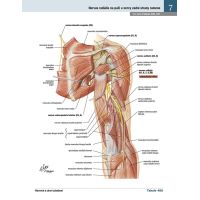 Cpress Netterův anatomický atlas člověka Překlad 8. vydání 5