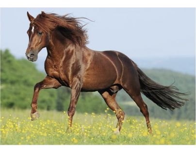 Dino Puzzle Kůň na louce 500 dílků