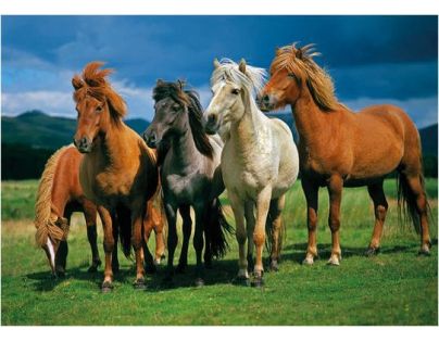 Dino Puzzle Islandští koně 1000 dílků