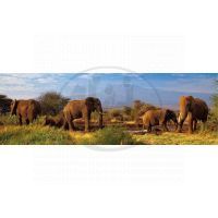Dino Puzzle Panoramic Stádo slonů 1000 dílků 2