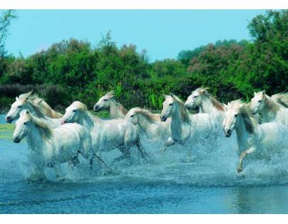 Puzzle Plavení koní 1000 dílků