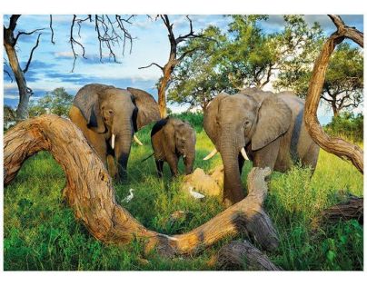 Dino Puzzle Sloni z Botswany 1000 dílků