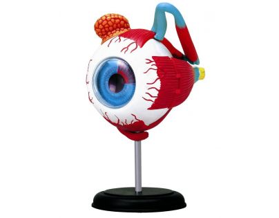HM Studio Anatomie člověka oko - Poškozený obal 