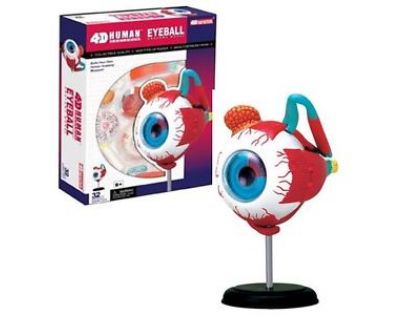 HM Studio Anatomie člověka oko - Poškozený obal 
