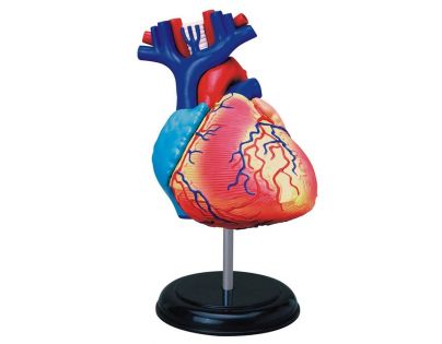 HM Studio Anatomie člověka Srdce