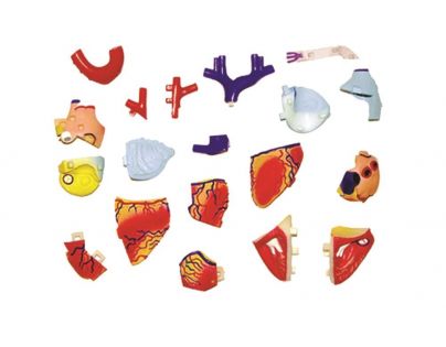 HM Studio Anatomie člověka Srdce