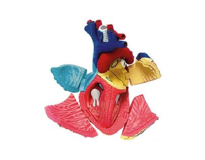 HM Studio Anatomie člověka Srdce