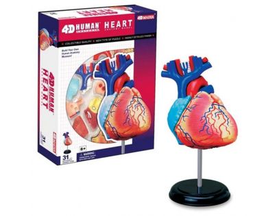 HM Studio Anatomie člověka Srdce