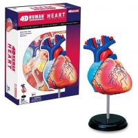 HM Studio Anatomie člověka Srdce 4
