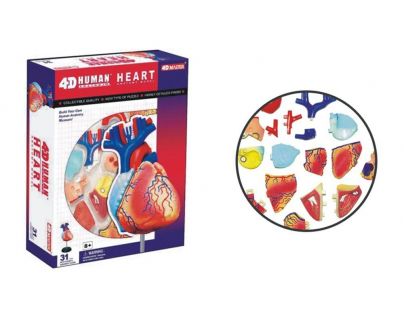 HM Studio Anatomie člověka Srdce