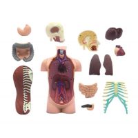 HM Studio Anatomie člověka Trup 3