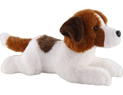 Jack Russell teriér 26 cm