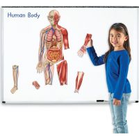 Learning resources Oboustranné magnetické lidské tělo 2