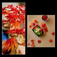 LEGO® Botanicals 10348 Bonsaj – Japonský červený javor 5