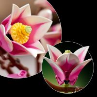 LEGO® Botanicals 11510 Větvičky magnólie 6
