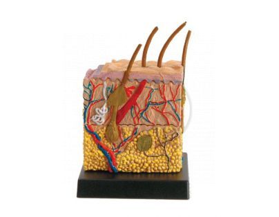Lidský anatomický model - Lidská kůže EIN-O E23704