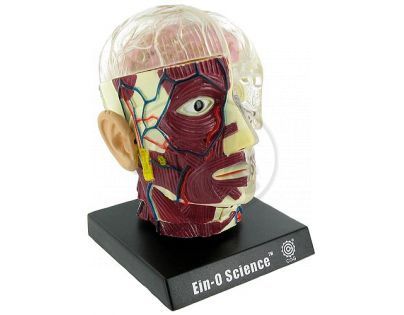 Lidský anatomický model - Mozek a lebka EIN-O E23703