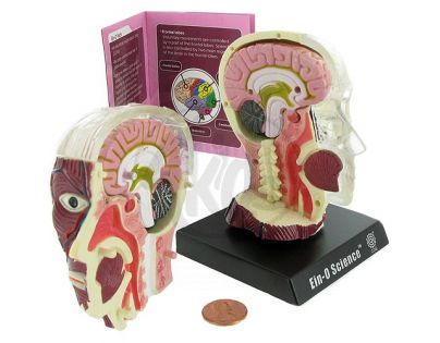 Lidský anatomický model - Mozek a lebka EIN-O E23703
