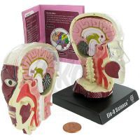 Lidský anatomický model - Mozek a lebka EIN-O E23703 2