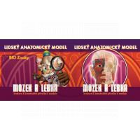 Lidský anatomický model - Mozek a lebka EIN-O E23703 3