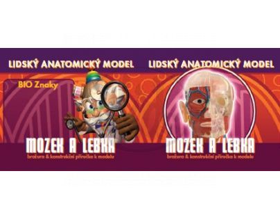 Lidský anatomický model - Mozek a lebka EIN-O E23703