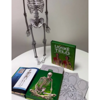 Lidské tělo - 3D MODEL - Zábavná encyklopedie 2