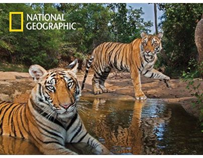 Prime 3D National Geographic Puzzle Tygři 500 dílků