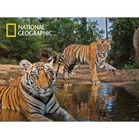 Prime 3D National Geographic Puzzle Tygři 500 dílků 2