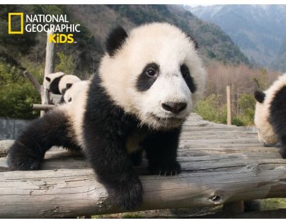 National Geographic Kids 3D Puzzle Panda 100 dílků figurka