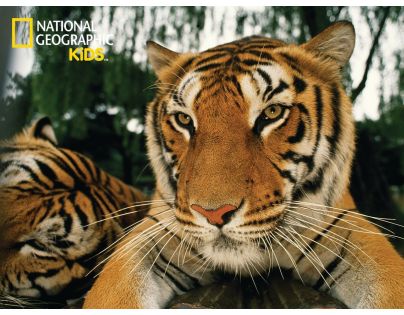 National Geographic Kids 3D Puzzle Tygr 100 dílků figurka