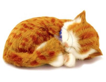 PERFECT PETZZz kotě rezavé