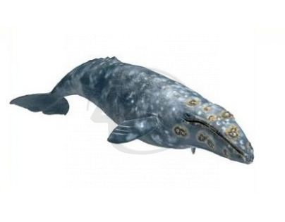 Schleich 16082 - Zvířátko - plejtvákovec šedý