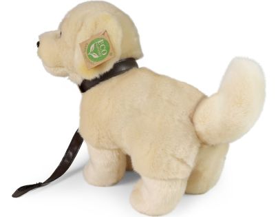 Rappa Plyšový pes zlatý retrívr stojící s vodítkem 25 cm Eco Friendly