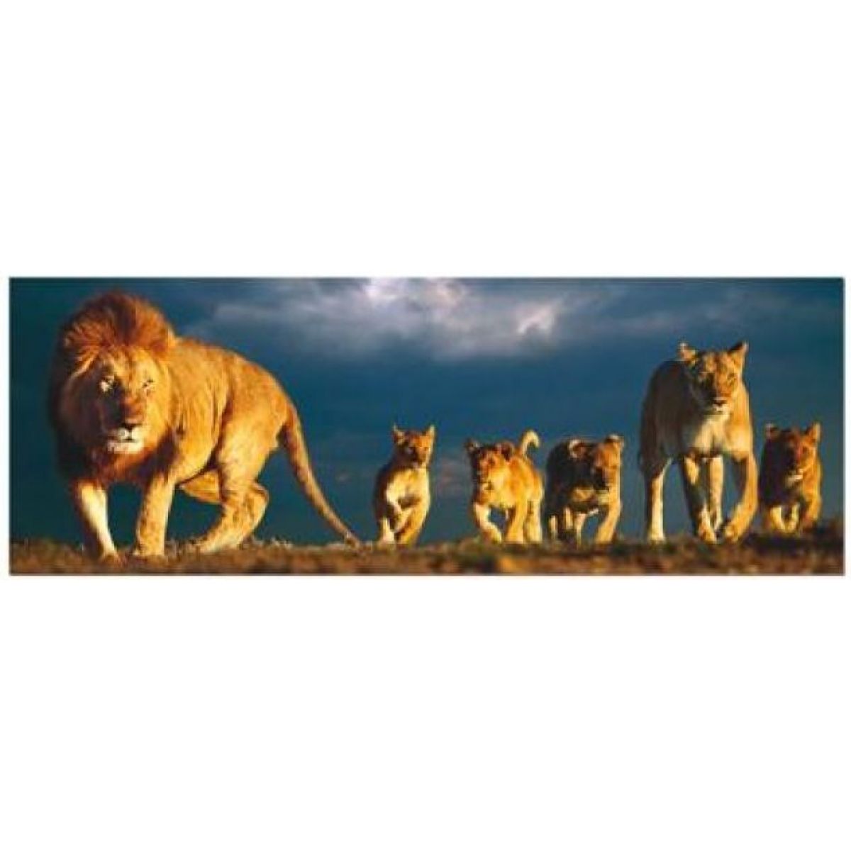Puzzle panoramatické Rodinka lvů, 1000 dílků