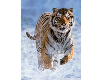 Ravensburger Puzzle Tygr na sněhu 500 dílků