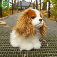 Rappa Plyšový pes King Charles Španěl 25 cm Eco Friendly 6