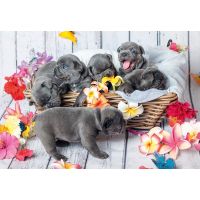 Ravensburger Puzzle Roztomilá štěňátka 2 x 12 dílků 2