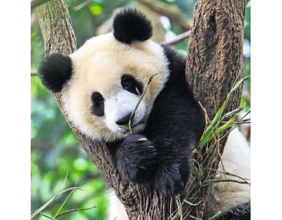 Ravensburger Puzzle Panda, tygr a lev 3 x 49 dílků