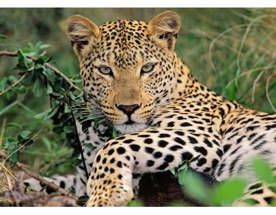 Ravensburger Puzzle Leopard 100 dílků