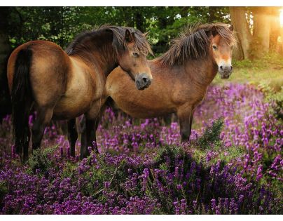 Ravensburger puzzle Poníci mezi květinami 500 dílků