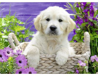 Ravensburger Puzzle Roztomilý zlatý retriever 500 dílků