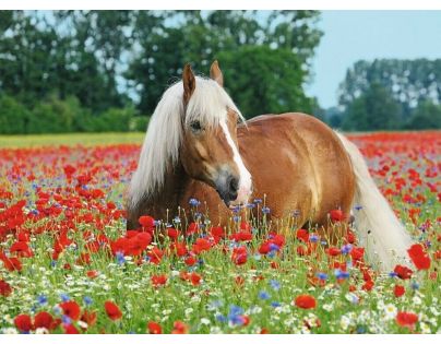 Ravensburger puzzle Koně 500 dílků Ravensburger puzzle Koně 500 dílků