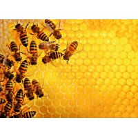 Ravensburger Puzzle Challenge Puzzle Včely na medové plástvi 1000 dílků