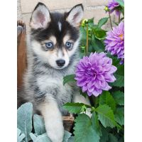 Ravensburger Puzzle Husky 500 dílků 2
